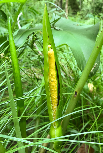 image of Peltandra virginica, Green Arrow-arum, Tuckahoe