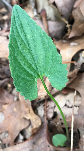 image of Viola sagittata, Arrowleaf Violet, Arrowhead Violet