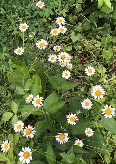 image of Leucanthemum vulgare, Oxeye Daisy, Common Daisy