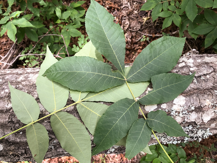 image of Carya pallida, Sand Hickory, Pale Hickory