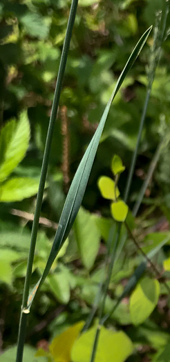 image of Poa compressa, Canada Bluegrass, Flat-stemmed Bluegrass