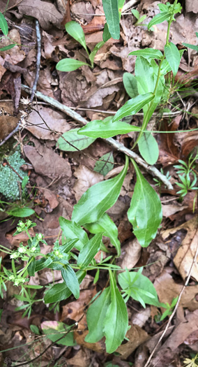 image of Sericocarpus caespitosus, Toothed Whitetop Aster