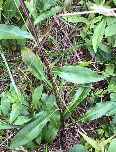 image of Sericocarpus caespitosus, Toothed Whitetop Aster