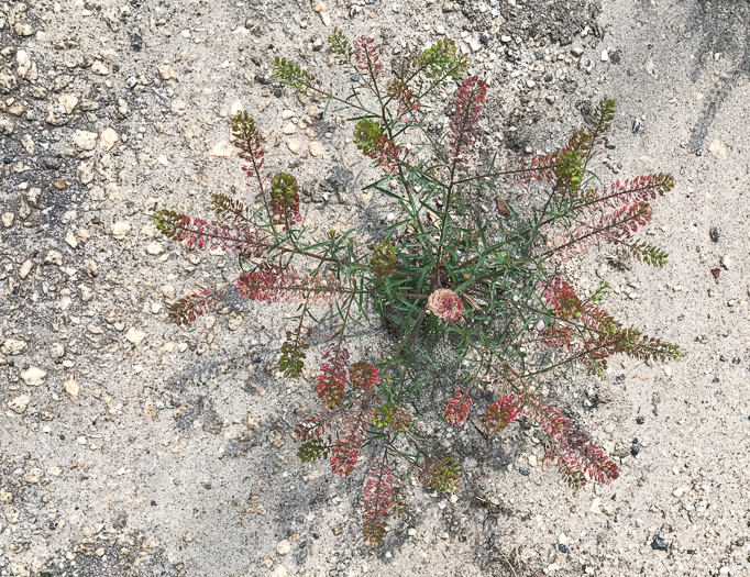 image of Lepidium virginicum var. virginicum, Poor Man's Pepper, Peppergrass