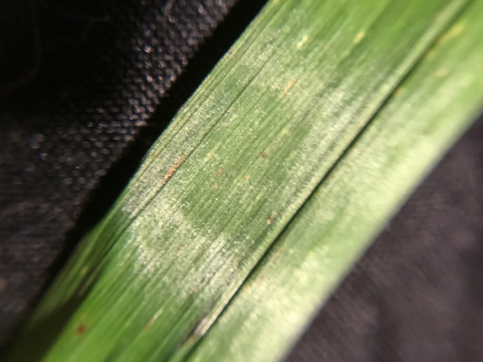 image of Bromus pubescens, Hairy Woodland Brome, Common Eastern Brome, Canada Brome