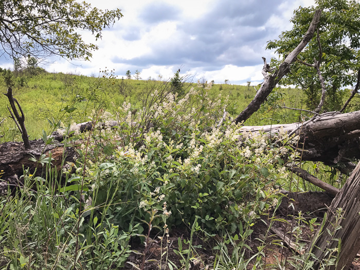 image of Ceanothus americanus var. americanus, Common New Jersey Tea, Redroot, Northeastern Ceanothus