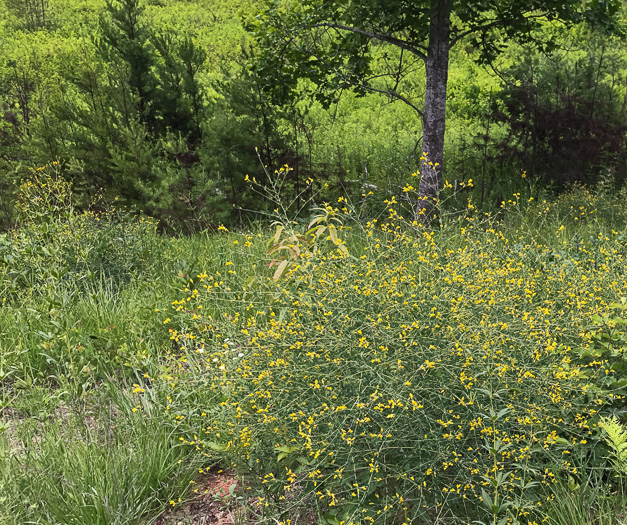 image of Baptisia tinctoria, Horsefly Weed, Yellow Wild Indigo, Yellow False-indigo, Rattleweed