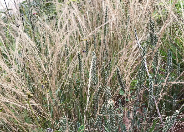 image of Plantago aristata, Bracted Plantain, Large-bracted Plantain, Buckhorn Plantain