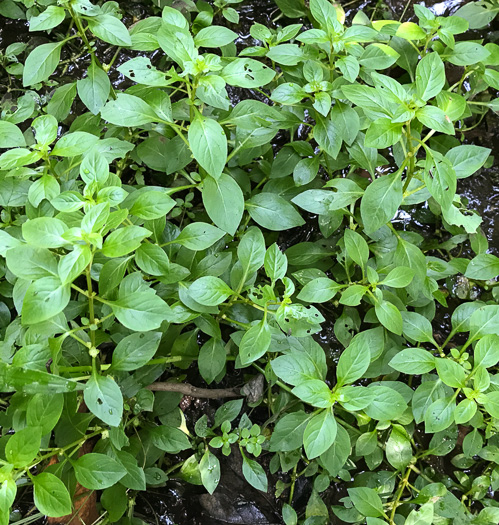 image of Ludwigia palustris, Common Water-purslane, Marsh Purslane, Marsh Seedbox