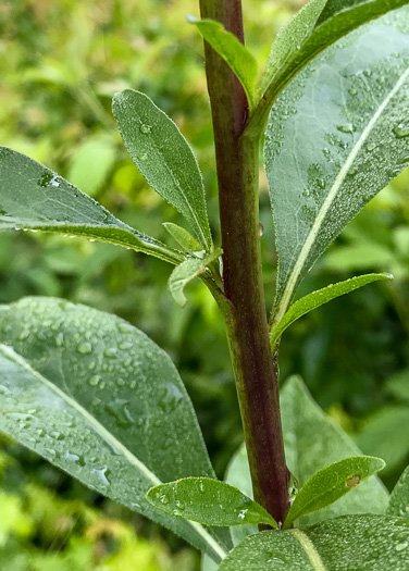 image of Solidago speciosa, Showy Goldenrod, Noble Goldenrod