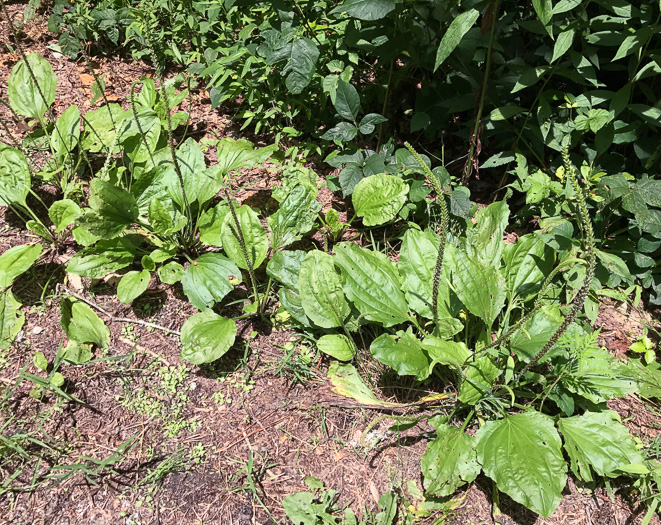 image of Plantago rugelii, American Plantain, Broad-leaved Plantain, Blackseed Plantain, Rugel’s Plantain