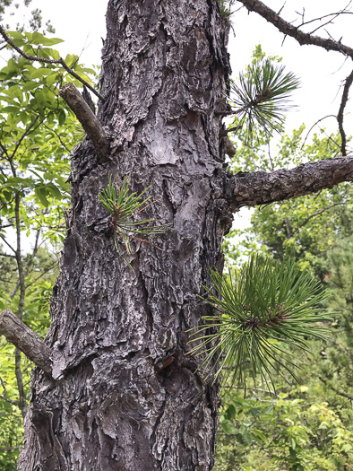 image of Pinus rigida, Pitch Pine