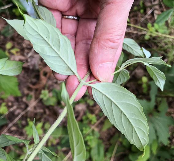 image of Pycnanthemum loomisii, Loomis's Mountain-mint