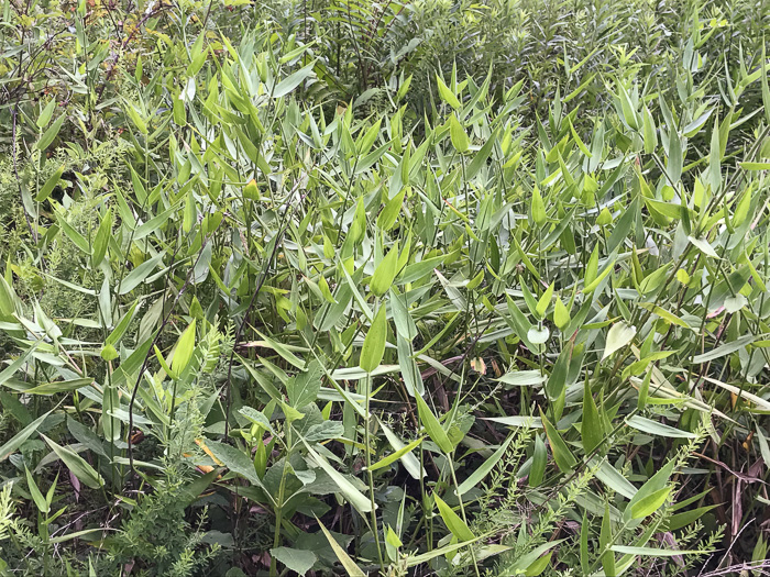 image of Dichanthelium clandestinum, Deer-tongue Witchgrass