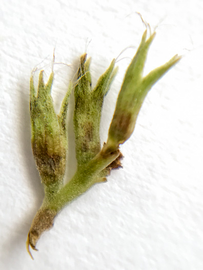 image of Pycnanthemum loomisii, Loomis's Mountain-mint