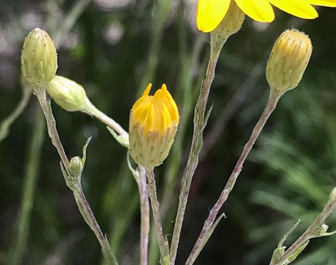 Pityopsis nervosa, Common Silkgrass, Grassleaf Goldenaster