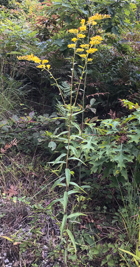 Licorice Goldenrod