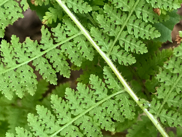 image of Sitobolium punctilobulum, Hay-scented Fern, Pasture Fern, Boulder Fern