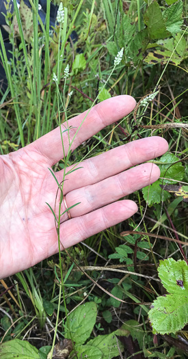 image of Polygala ambigua, Loose Milkwort, Alternate Milkwort, Whorled Milkwort