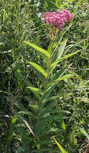 image of Asclepias incarnata var. pulchra, Eastern Swamp Milkweed