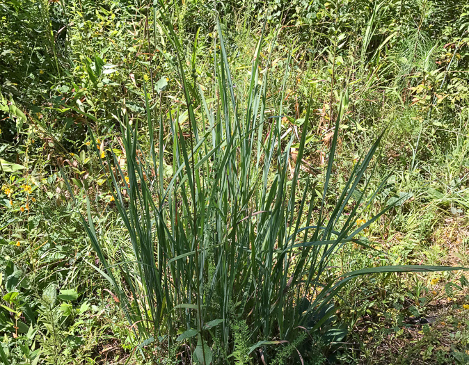 image of Sorghastrum nutans, Yellow Indiangrass, Prairie Indiangrass