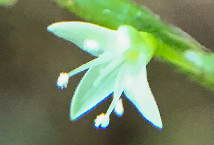 image of Persicaria virginiana, Virginia Jumpseed