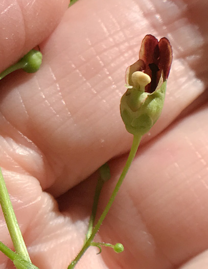 image of Scrophularia marilandica, Eastern Figwort, Carpenter's Square, Late Figwort