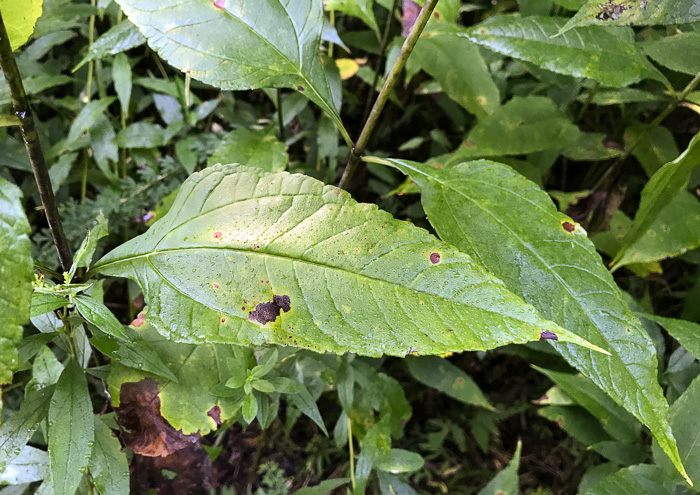 image of Helianthus strumosus, Roughleaf Sunflower, Paleleaf Woodland Sunflower, Paleleaf Sunflower