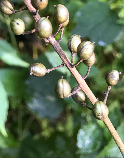 image of Actaea racemosa, Common Black Cohosh, Early Black Cohosh, Black Snakeroot, black bugbane