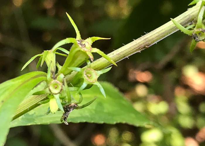 image of Campanulastrum americanum, Tall Bellflower