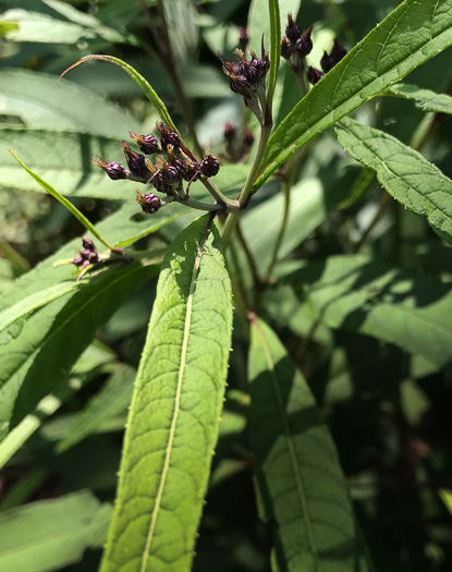 image of Vernonia noveboracensis, New York Ironweed