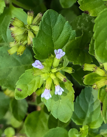 image of Clinopodium gracile, Slender Wild Basil, Slender Calamint