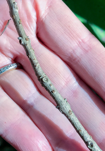 image of Chionanthus virginicus, Fringetree, Grancy Graybeard, Old Man's Beard, Grandsir-graybeard