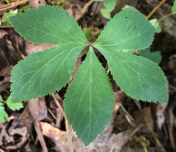 image of Sanicula smallii, Small's Sanicle, Southern Sanicle, Small's Black-snakeroot