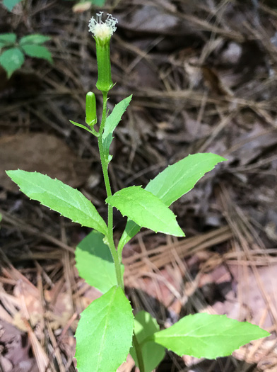 image of Erechtites hieraciifolius, Fireweed, American Burnweed, Pilewort