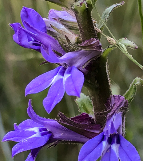 image of Lobelia puberula, Downy Lobelia, Hairy Lobelia