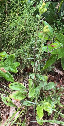 image of Chrysopsis mariana, Maryland Goldenaster