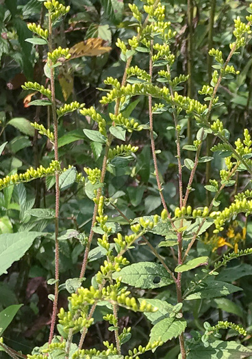 image of Solidago rugosa var. celtidifolia, Hackberry-leaf Goldenrod