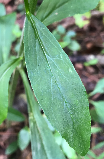 image of Lobelia amoena, Southern Lobelia