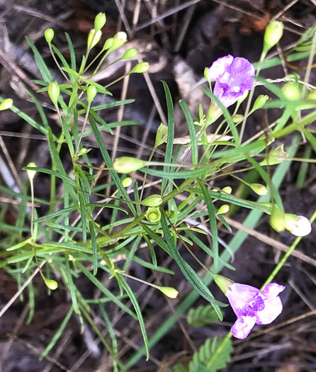 image of Agalinis tenuifolia, Common Gerardia, Slenderleaf Agalinis, Slender False Foxglove, Slender Gerardia