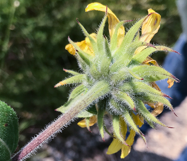 image of Helianthus resinosus, Hairy Sunflower, Resinous Sunflower, Gray Sunflower, Resindot Sunflower