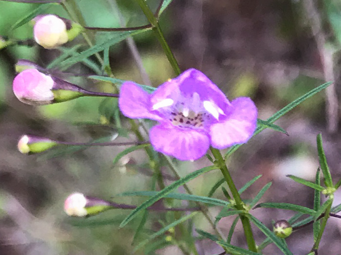 image of Agalinis tenuifolia, Common Gerardia, Slenderleaf Agalinis, Slender False Foxglove, Slender Gerardia