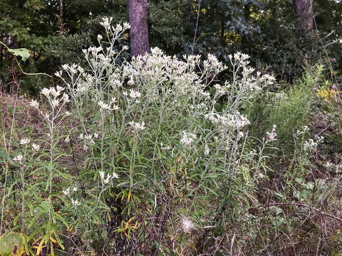 image of Pseudognaphalium obtusifolium, Fragrant Rabbit-tobacco, Eastern Rabbit-tobacco, Sweet Everlasting, Catfoot