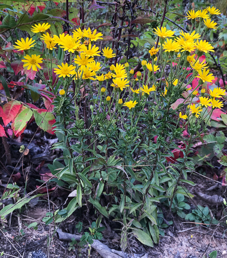 image of Chrysopsis mariana, Maryland Goldenaster