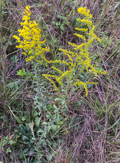 image of Solidago nemoralis var. nemoralis, Eastern Gray Goldenrod