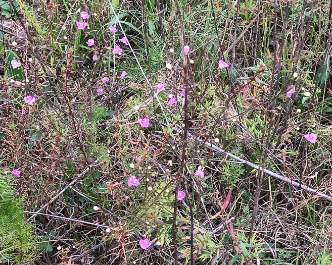 image of Agalinis tenuifolia, Common Gerardia, Slenderleaf Agalinis, Slender False Foxglove, Slender Gerardia