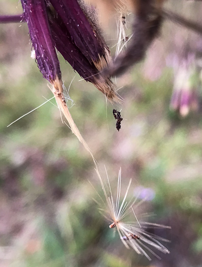 image of Nabalus serpentaria, Lion's-foot Rattlesnake-root, Gall-of-the-Earth