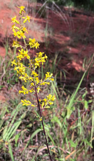 image of Solidago speciosa, Showy Goldenrod, Noble Goldenrod