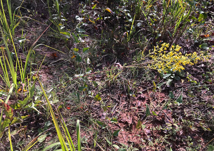 image of Solidago speciosa, Showy Goldenrod, Noble Goldenrod