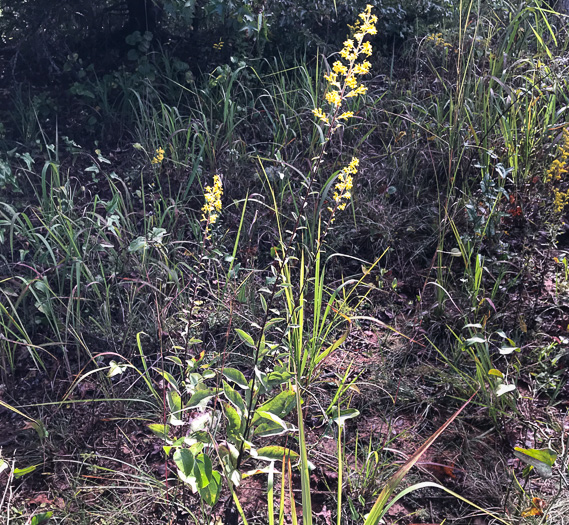 image of Solidago speciosa, Showy Goldenrod, Noble Goldenrod